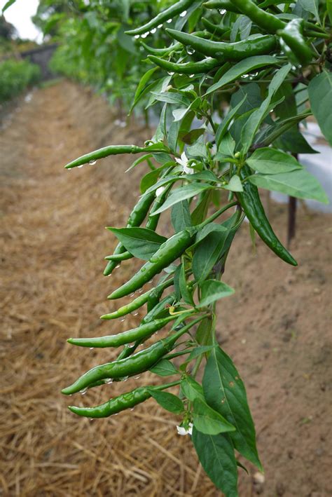 辣椒|辣椒（茄科辣椒属的一种植物）